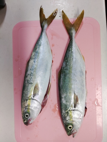 ワカナゴの釣果