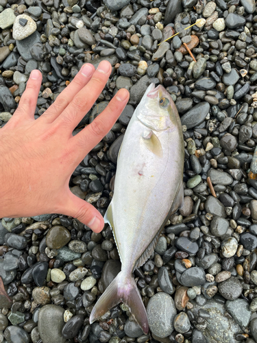 ショゴの釣果