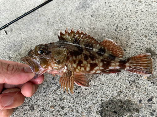 ガシラの釣果