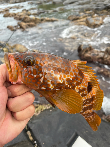 アコウの釣果