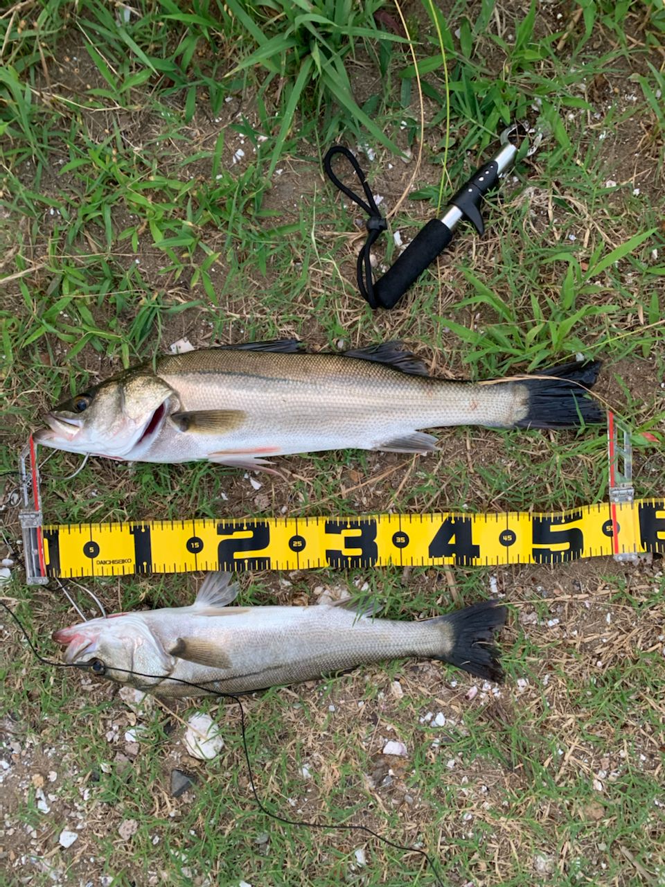 セイゴ（マルスズキ）