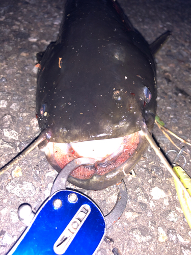 ナマズの釣果