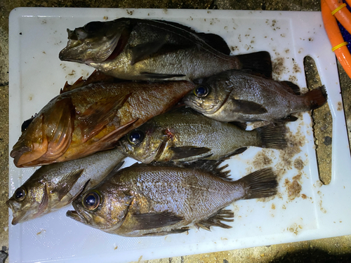 メバルの釣果