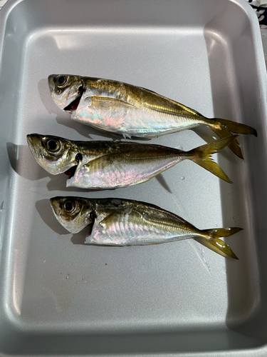 アジの釣果