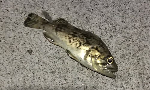 ソイの釣果