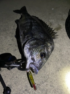 クロダイの釣果