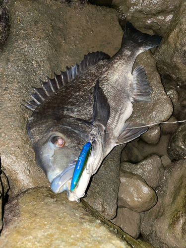 チヌの釣果