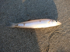 シロギスの釣果