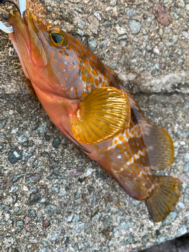 キジハタの釣果