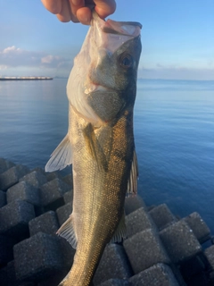 フッコ（マルスズキ）の釣果