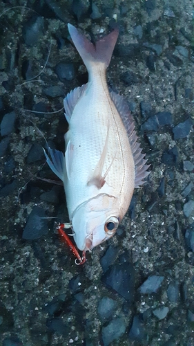 タイの釣果