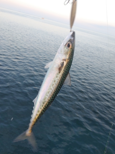 サバの釣果