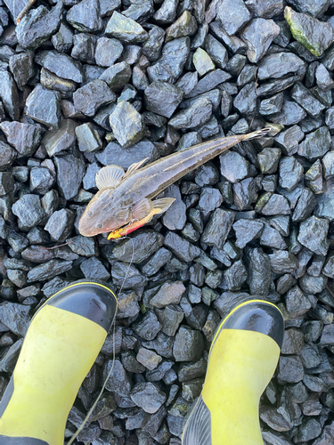 マゴチの釣果