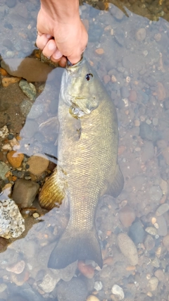 スモールマウスバスの釣果