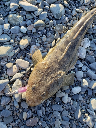 マゴチの釣果