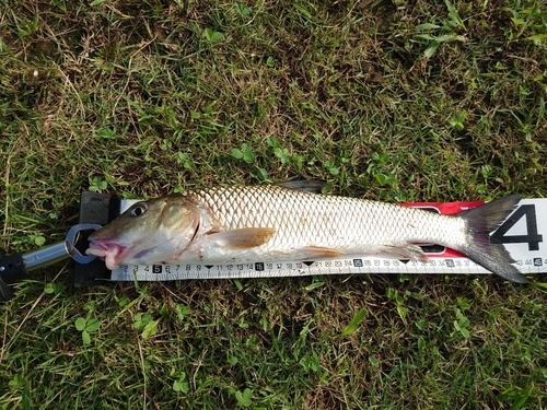 ニゴイの釣果