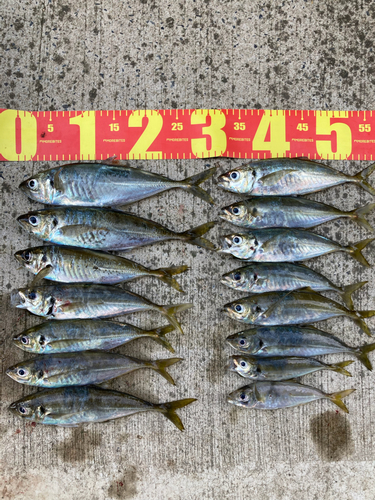 アジの釣果