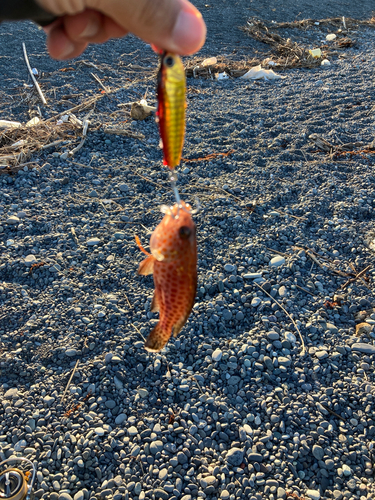 オオモンハタの釣果