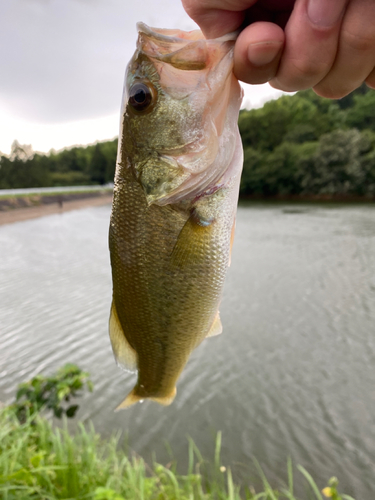 ブラックバスの釣果