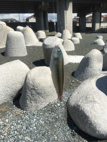 キュウセンの釣果