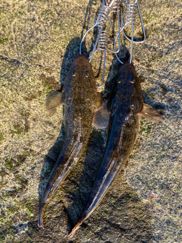 マゴチの釣果