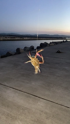 カニの釣果