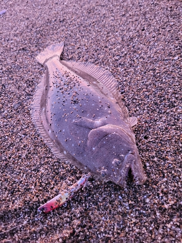 ソゲの釣果