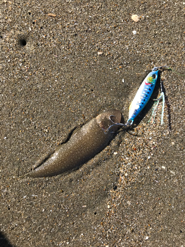 シタビラメの釣果