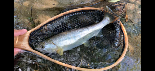 ヤマメの釣果