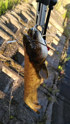 ナマズの釣果