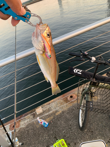 イシモチの釣果