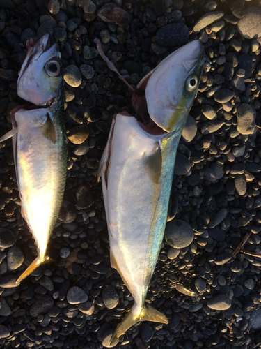 ワカシの釣果