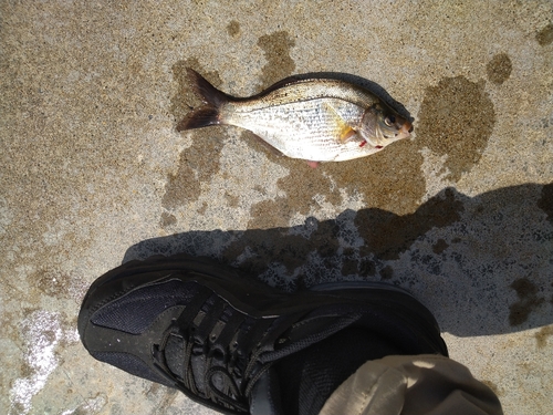 ウミタナゴの釣果