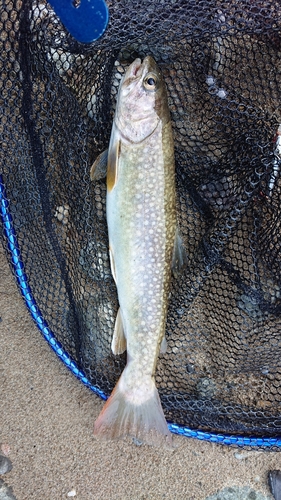 イワナの釣果