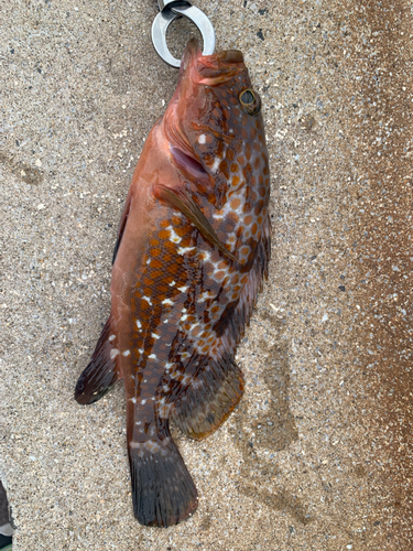 キジハタの釣果