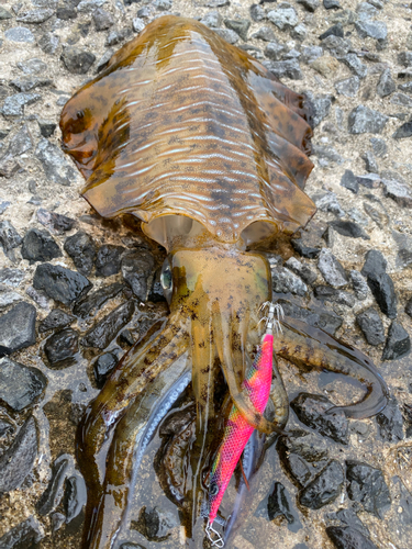 アオリイカの釣果