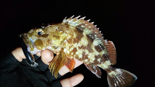 カサゴの釣果