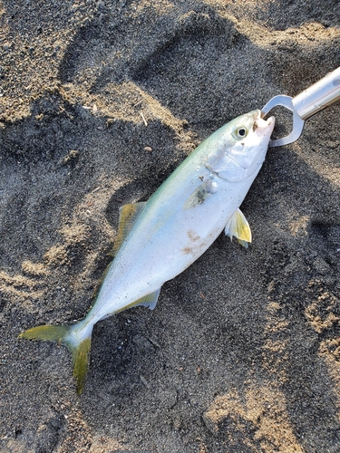 ワカシの釣果