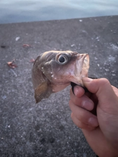 エゾメバルの釣果