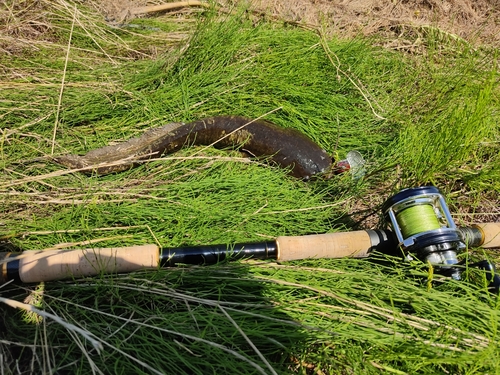 ナマズの釣果