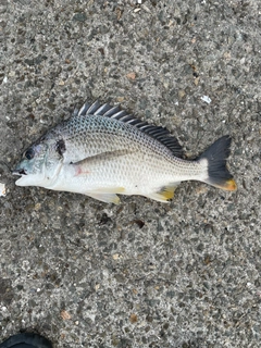 キビレの釣果