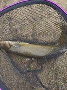 ナマズの釣果