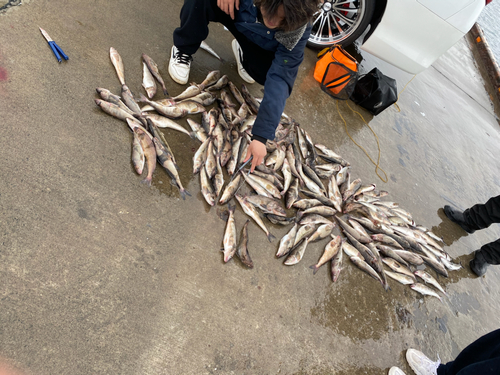 ホッケの釣果