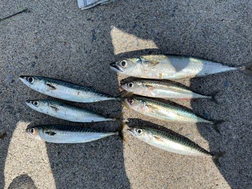 サバの釣果