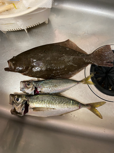 ソゲの釣果