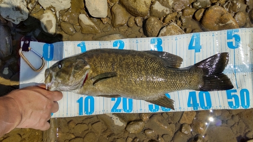 スモールマウスバスの釣果