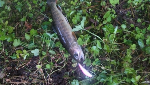 イワナの釣果