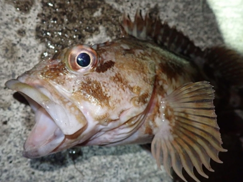 カサゴの釣果