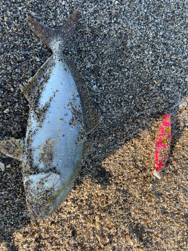 ショゴの釣果