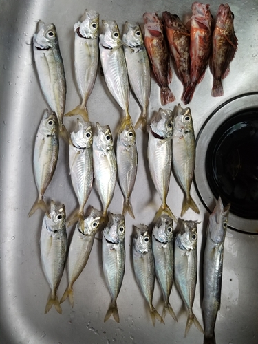 アジの釣果